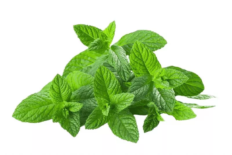 Вода мяты перечной