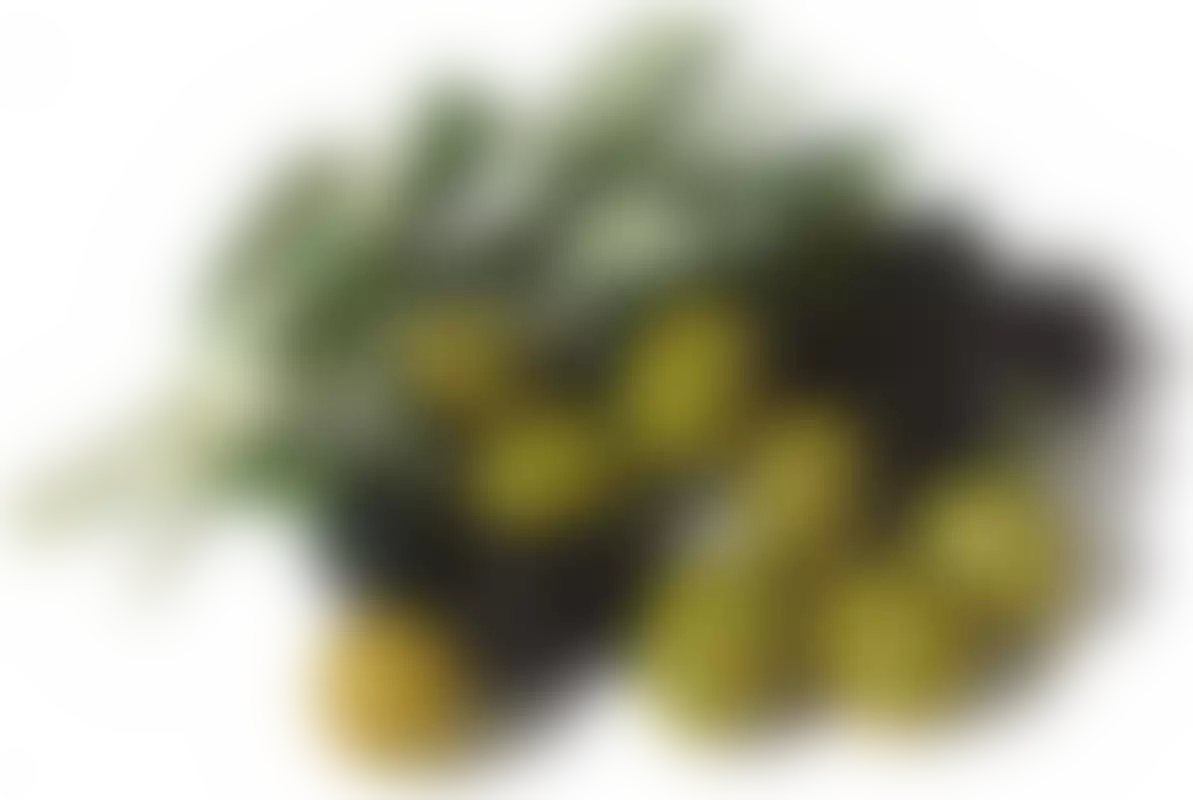 Масло оливы