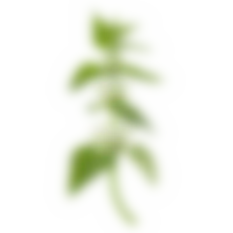 Белая крапива