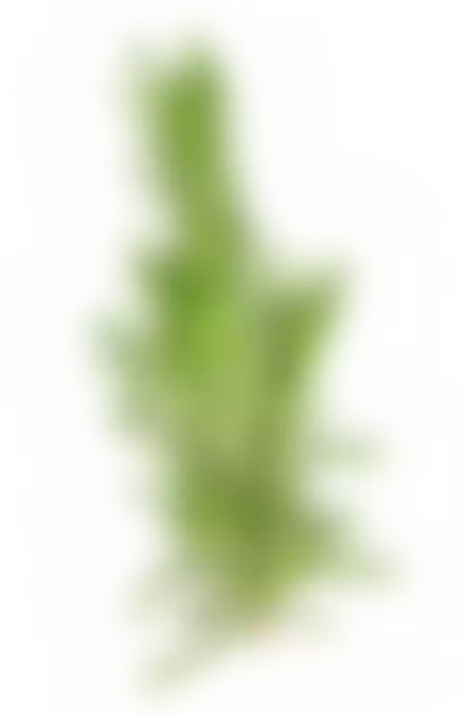 Розмариновая кислота