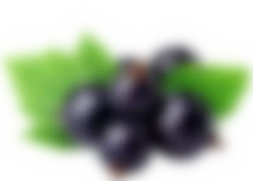 Масло чёрной смородины