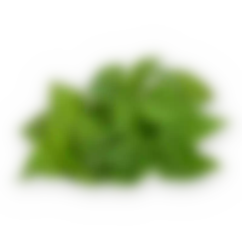 Крапива
