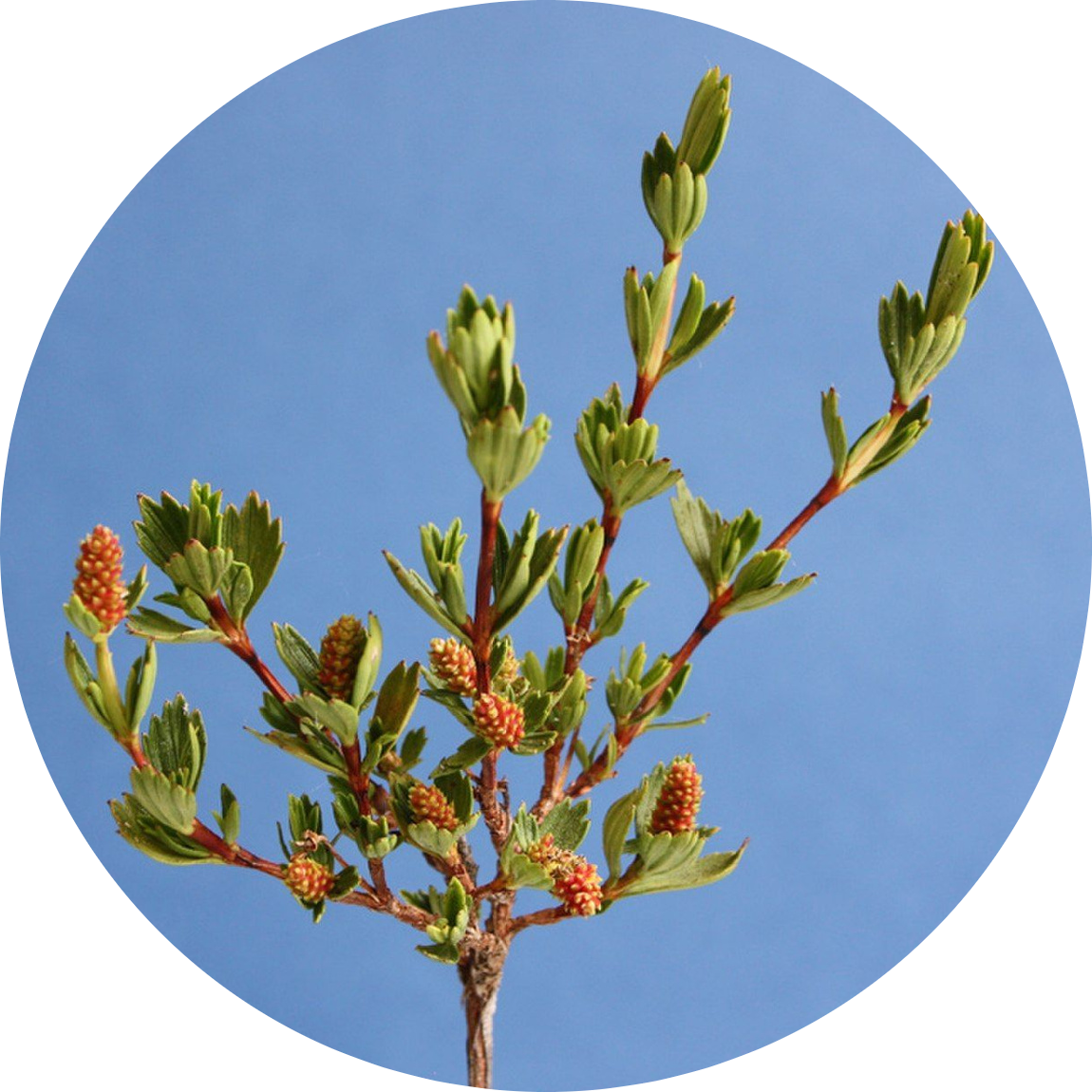 Экстракт листьев миротамнуса африканского