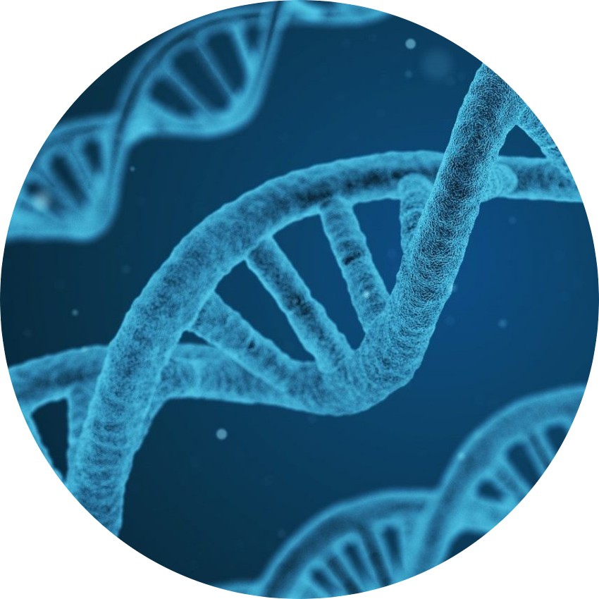 Полидезоксирибонуклеотиды (PDRN)