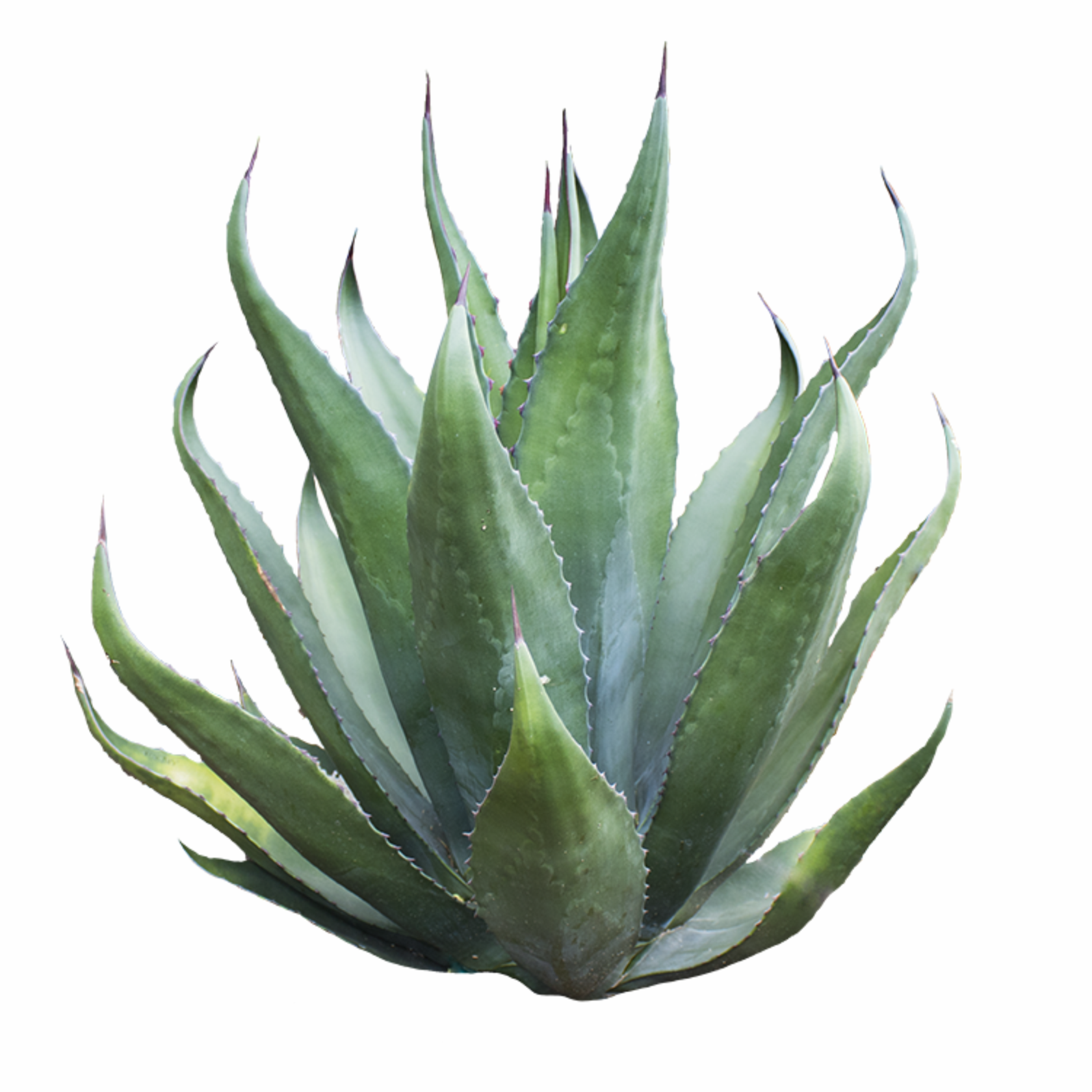 Экстракт Агавы